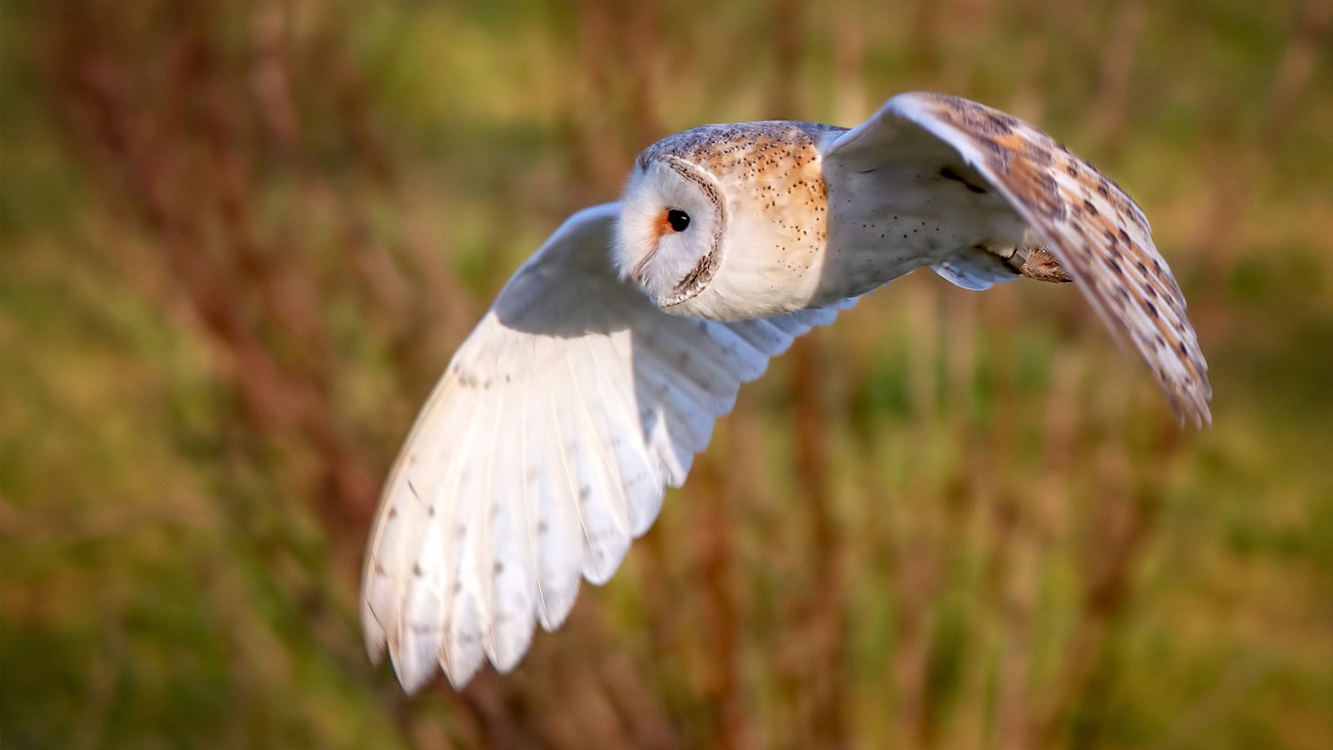 新媒体运营让中国足球影响力不断扩大，国内新媒体运营现状