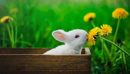 九游娱乐网页版-英超冠军争夺：悬念激烈，精彩纷呈！，英超冠军分析